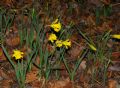 Narcissus pseudonarcissus